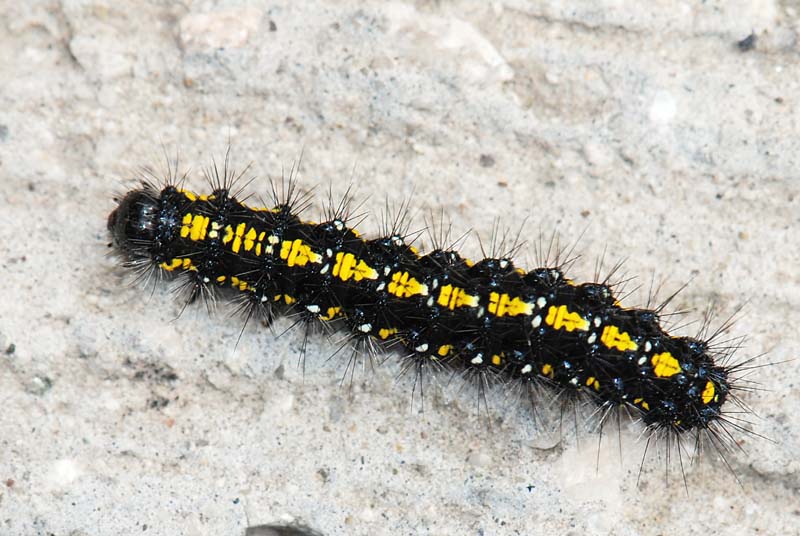 Bruco giallo nero - Callimorpha dominula